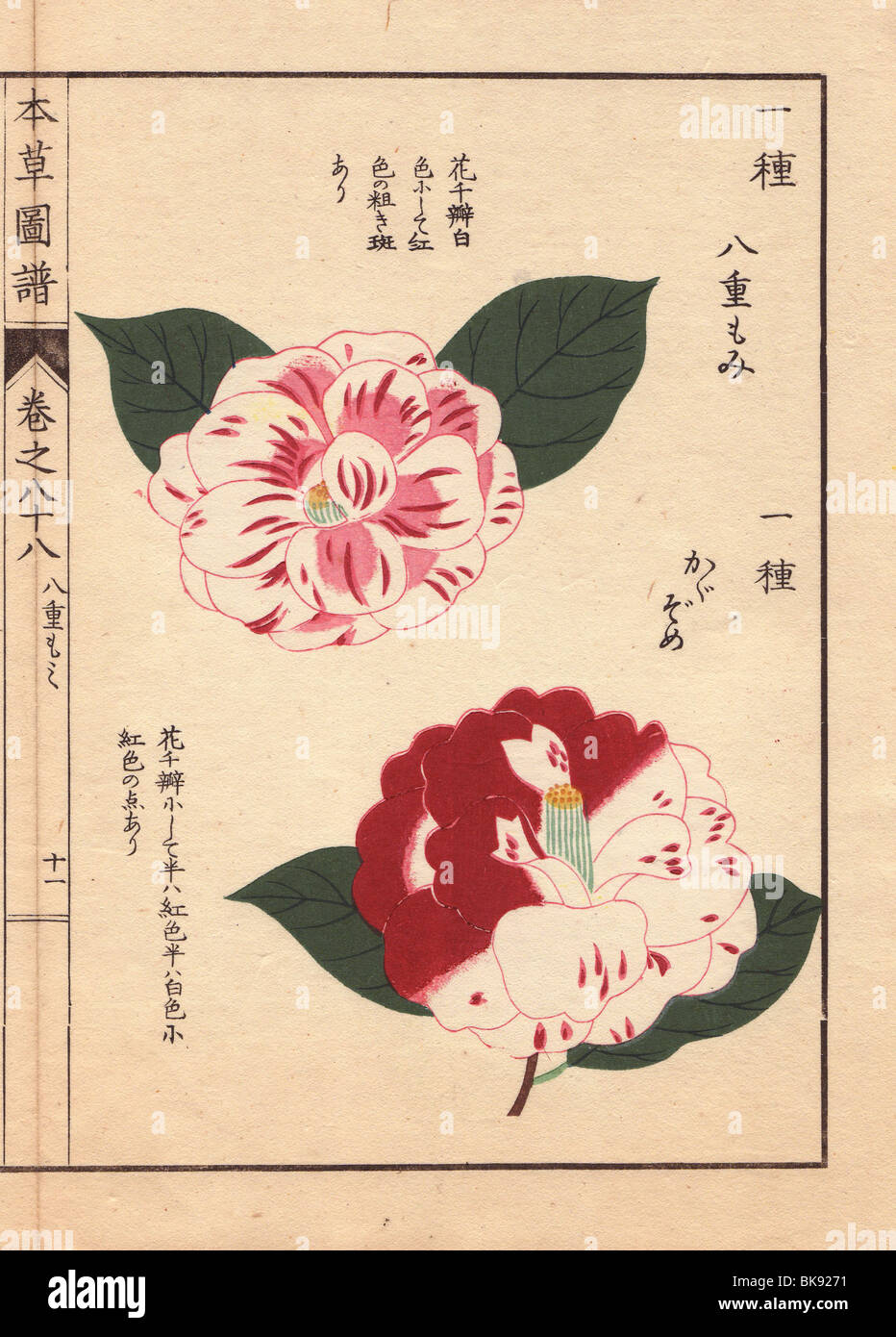 Scarlet and white camellias 'Yahemomiji' and 'Kagazome'  Thea japonica Nois flore semipleno forma Stock Photo