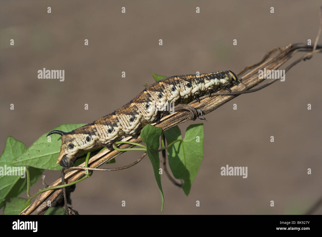 Convolvulus Hawk-moth caterpillar Stock Photo