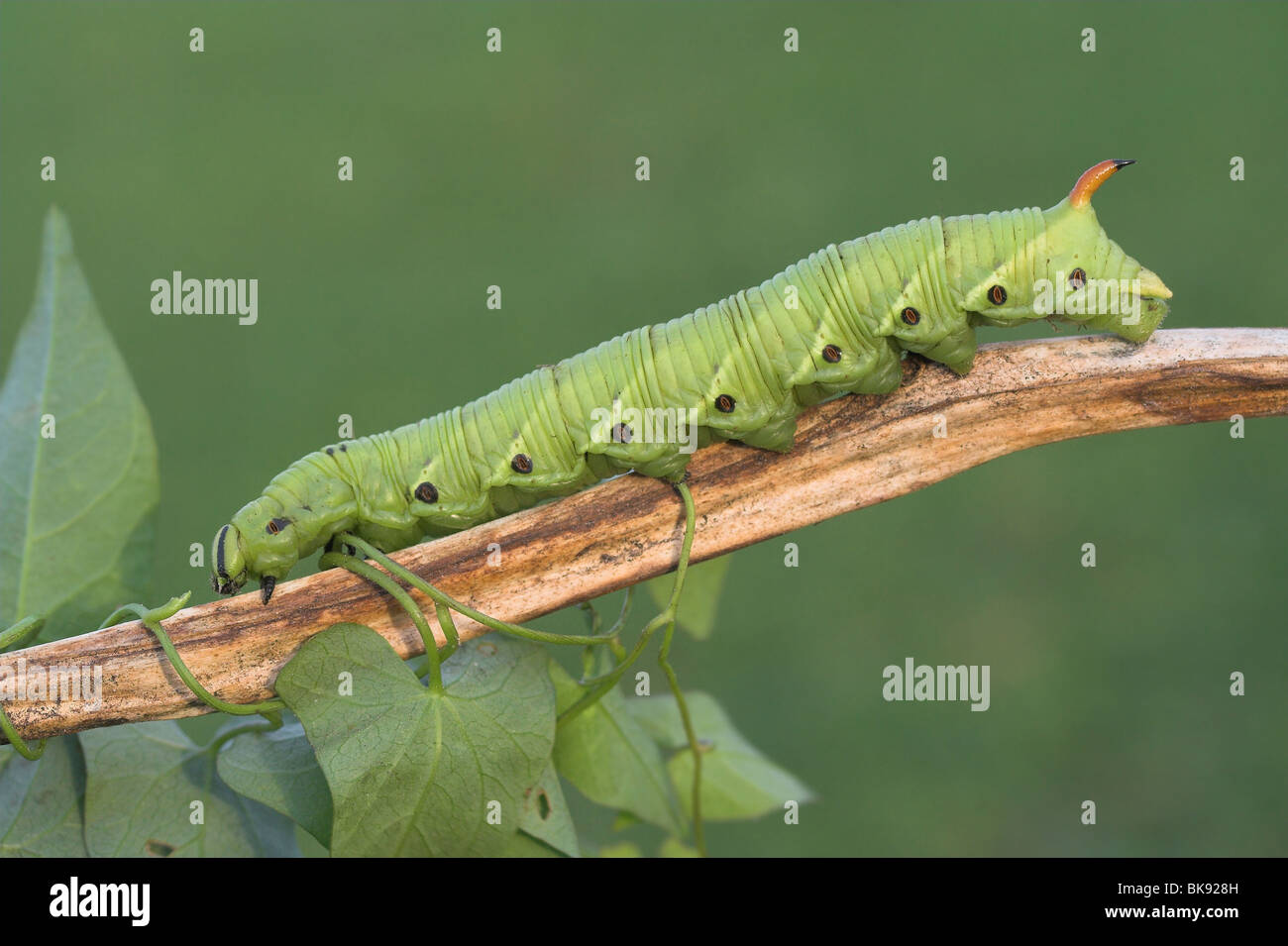 Convolvulus Hawk-moth caterpillar Stock Photo