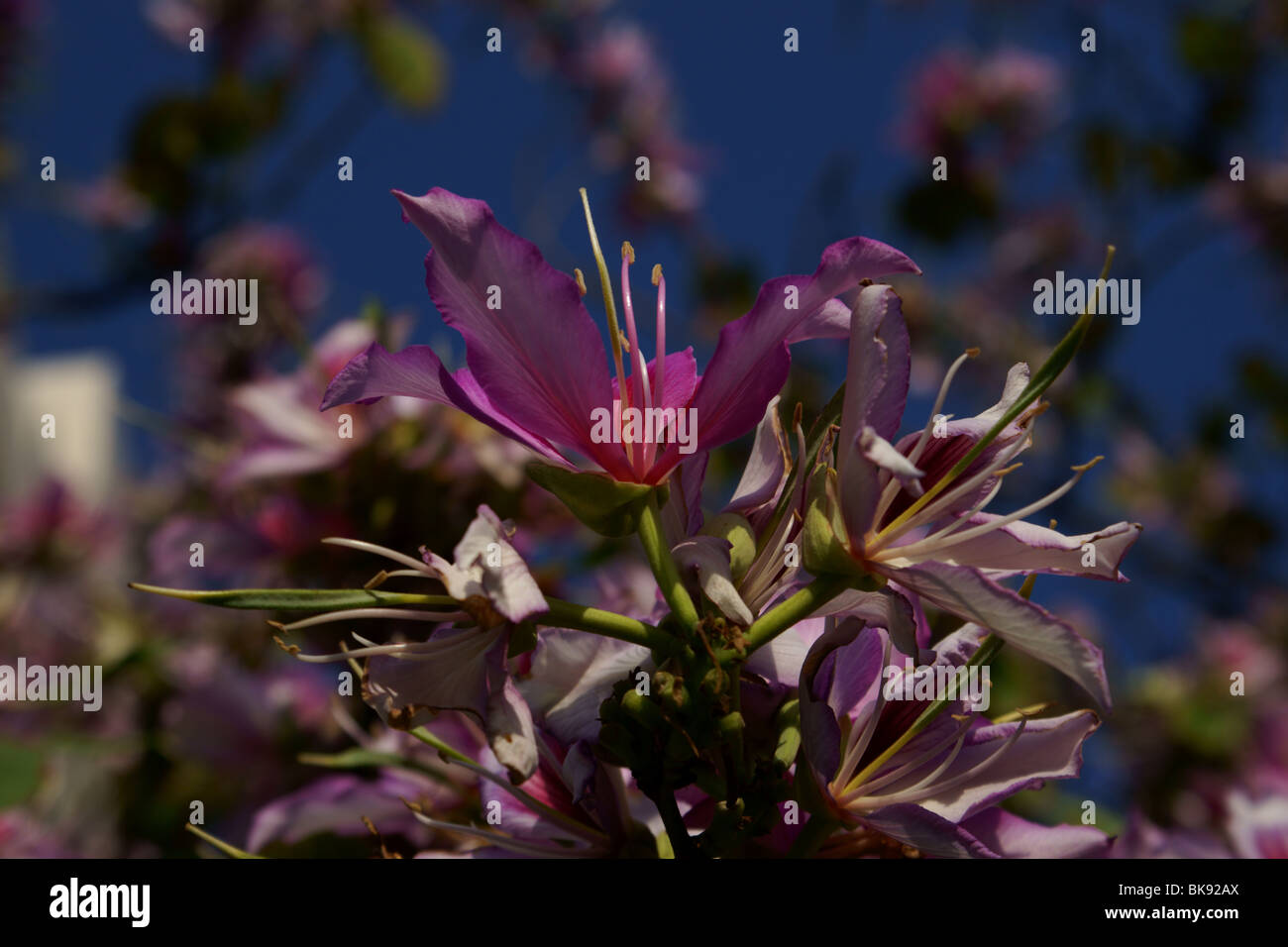 Bauhninia purpurea flower Stock Photo