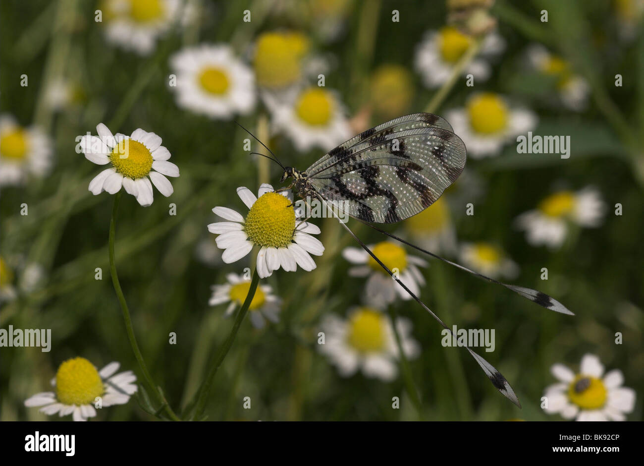 Griekse Wimpelstaart, Nemoptera coa, Grecian Streamertail. Stock Photo
