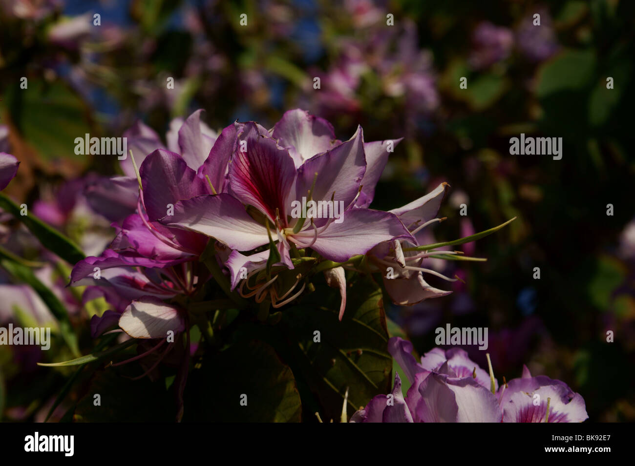 Bauhninia purpurea flower Stock Photo