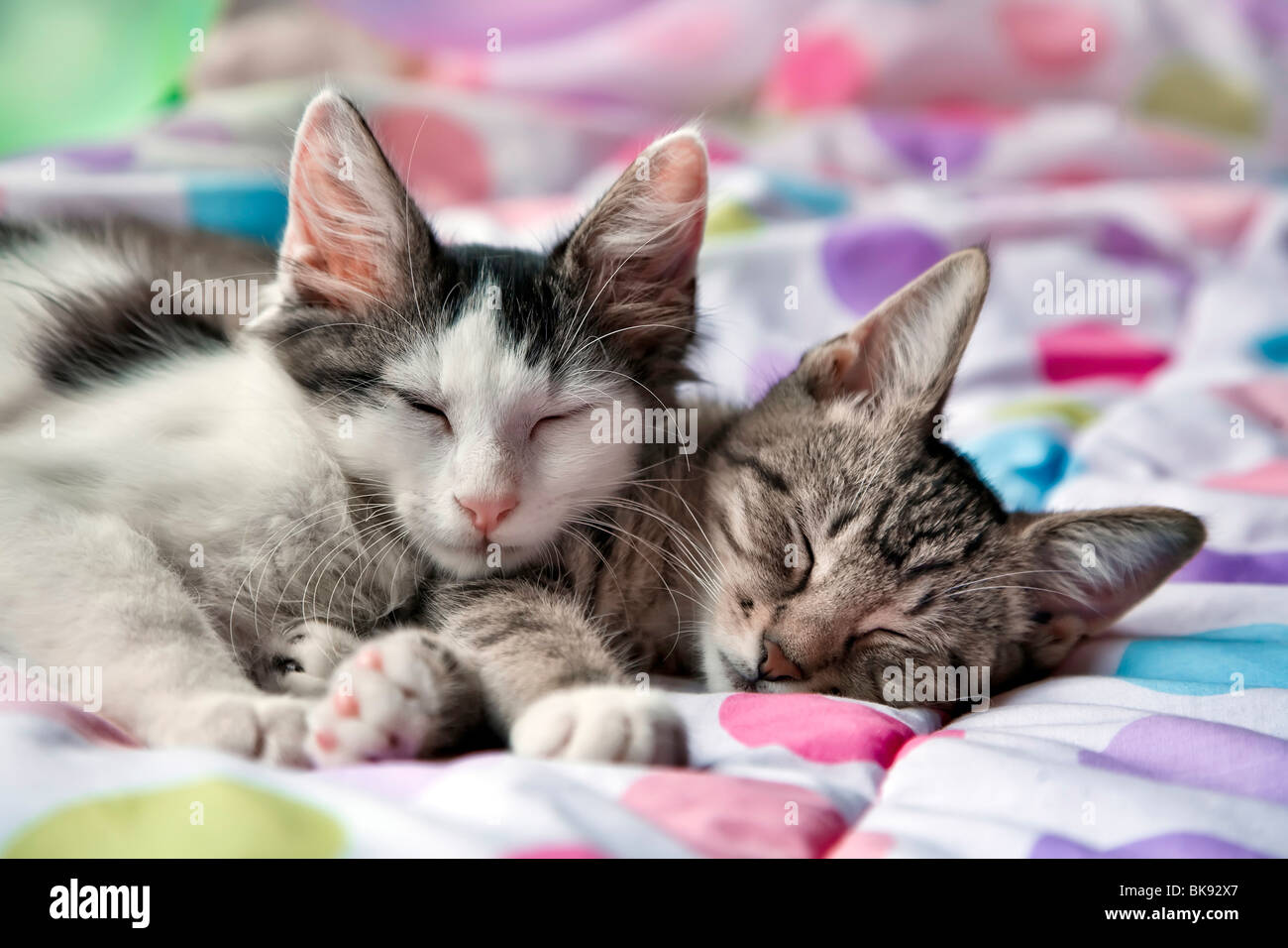 Close-up of two kittens resting on the bed Stock Photo