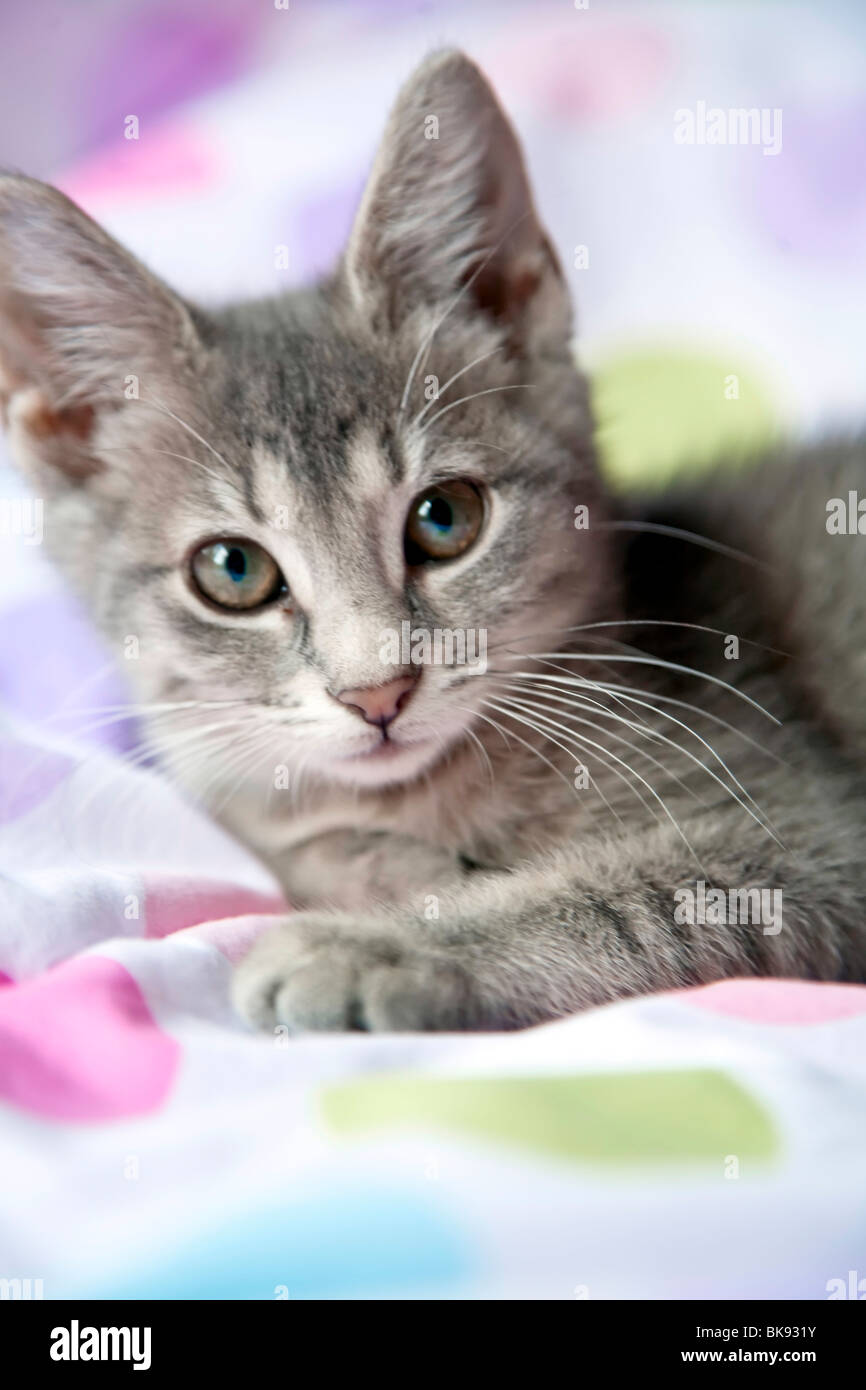 Kitten resting on a blanket Stock Photo Alamy