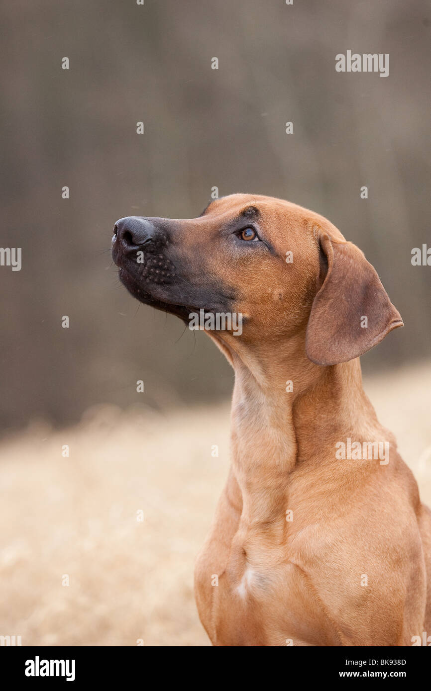 Rhodesian Ridgeback Portrait Stock Photo - Alamy