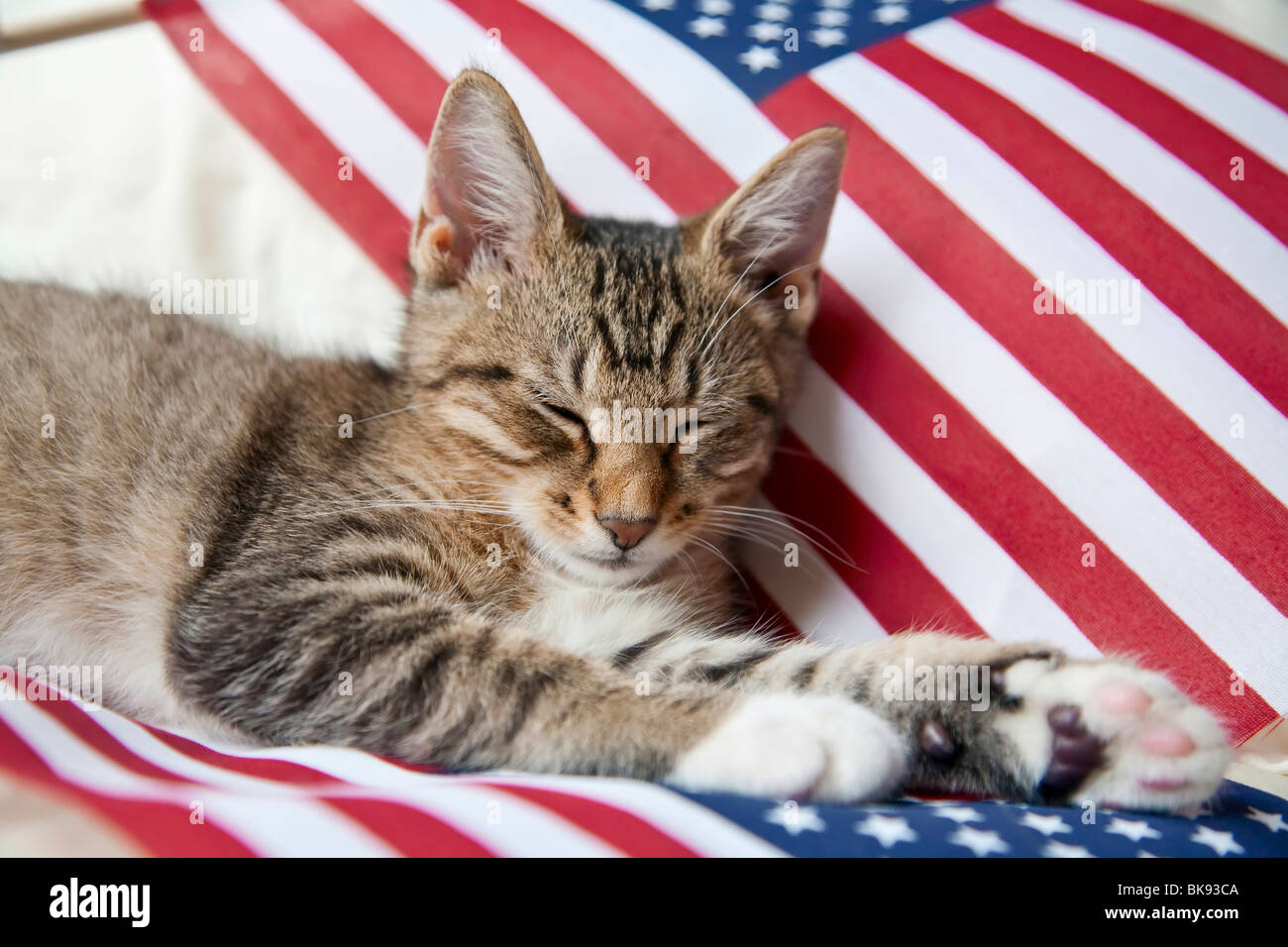 Kitten resting on an American flag Stock Photo