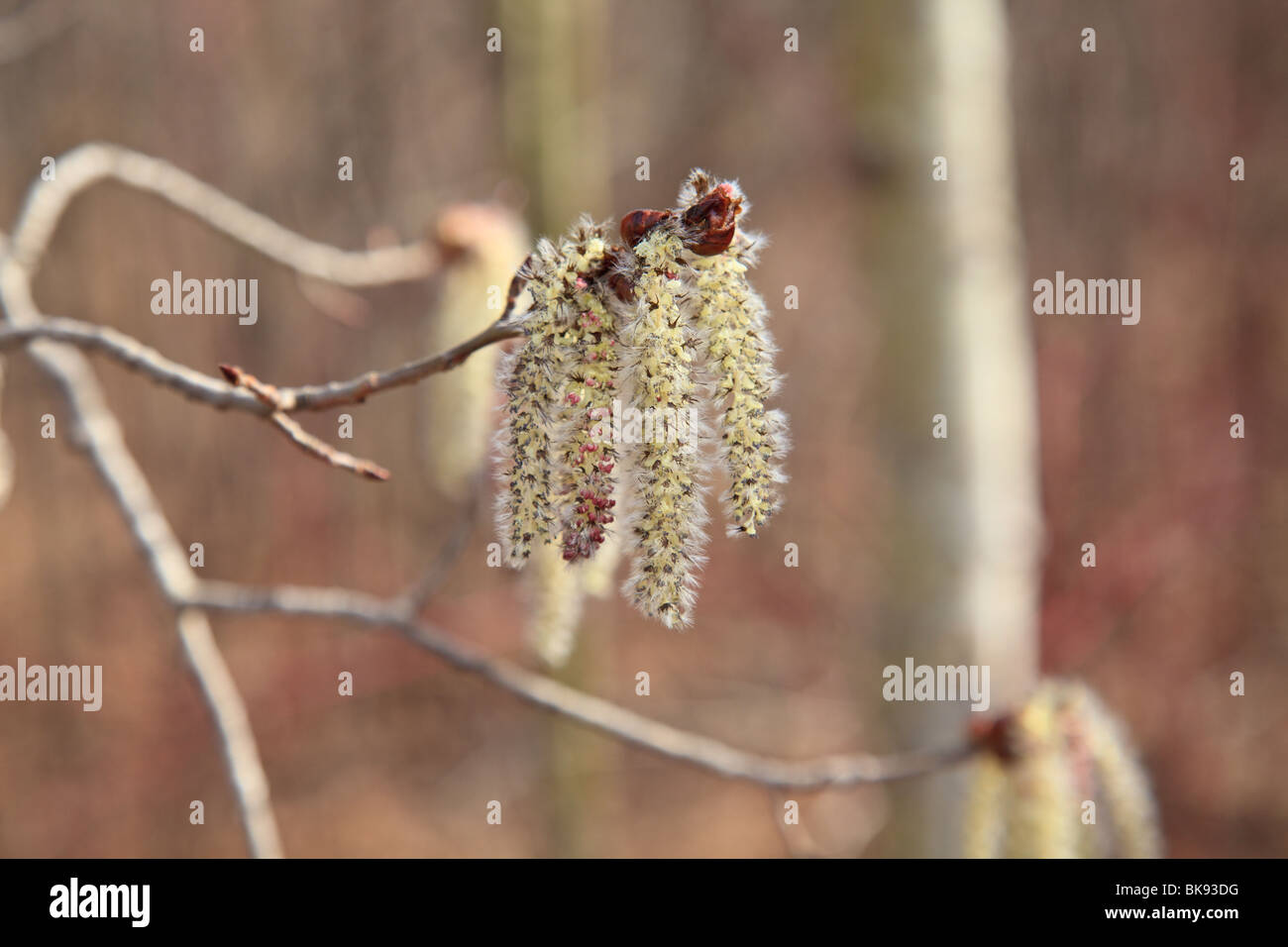 Aspen catkins prepare to release their pollen to the spring winds Stock Photo