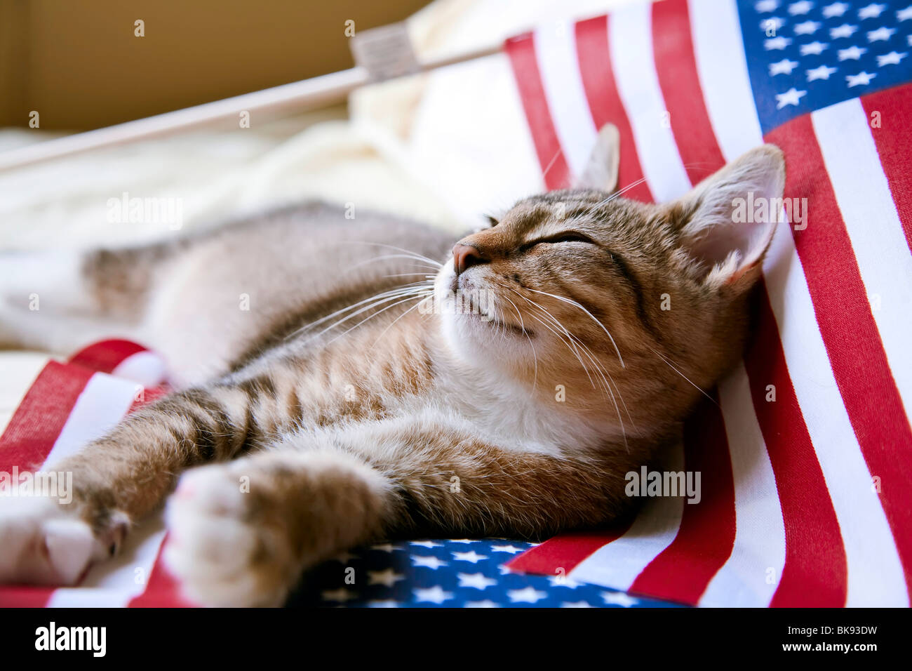 Kitten resting on an American flag Stock Photo