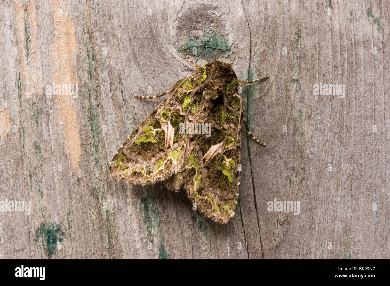 Orache Moth (Trachea atriplicis) at rest seen from above. Stock Photo
