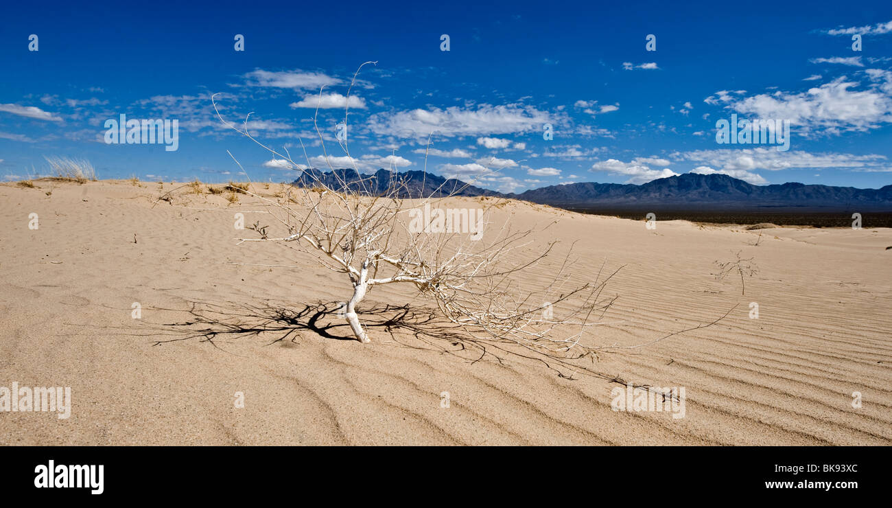 Kelso Dunes, Mojave Desert, California Stock Photo Alamy