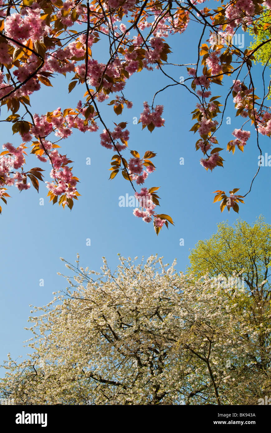 Cherry Blossom Trees in Spring, Aberdeen, Scotland Stock Photo Alamy