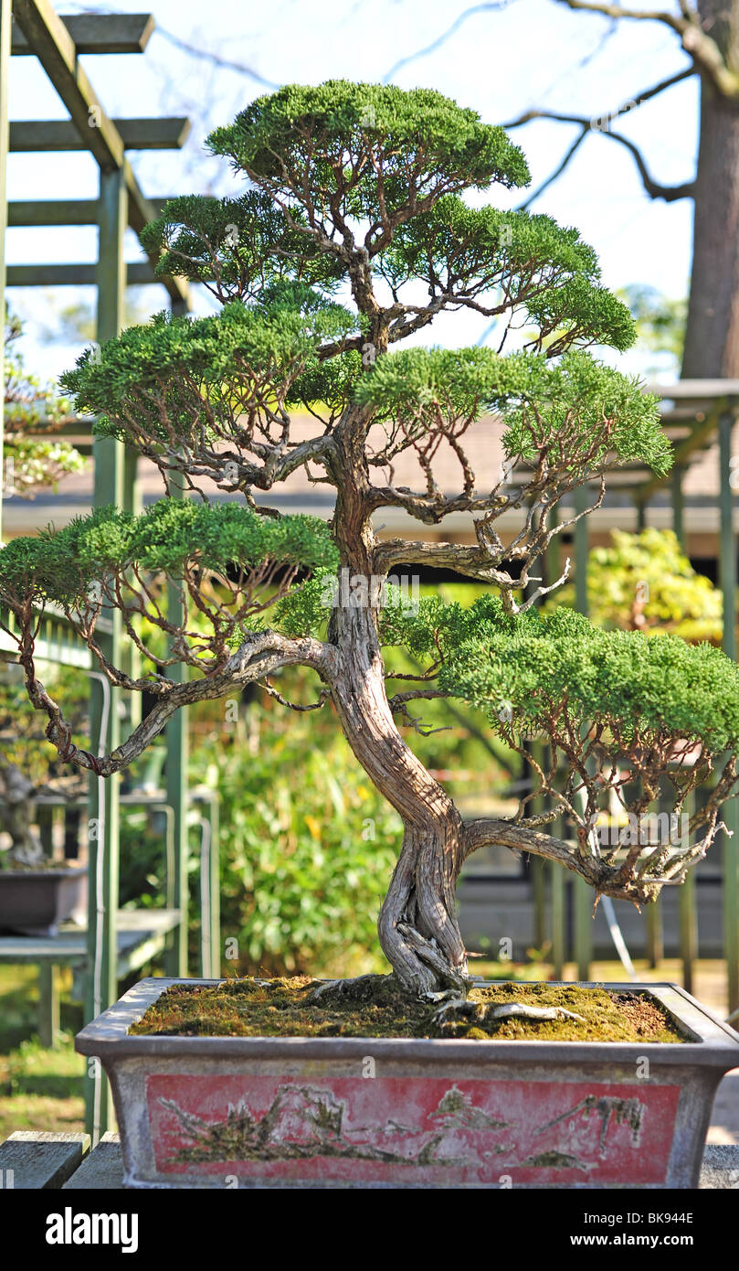 juniperus chinensis bonsai tree in the botanical garden in Paris Stock Photo