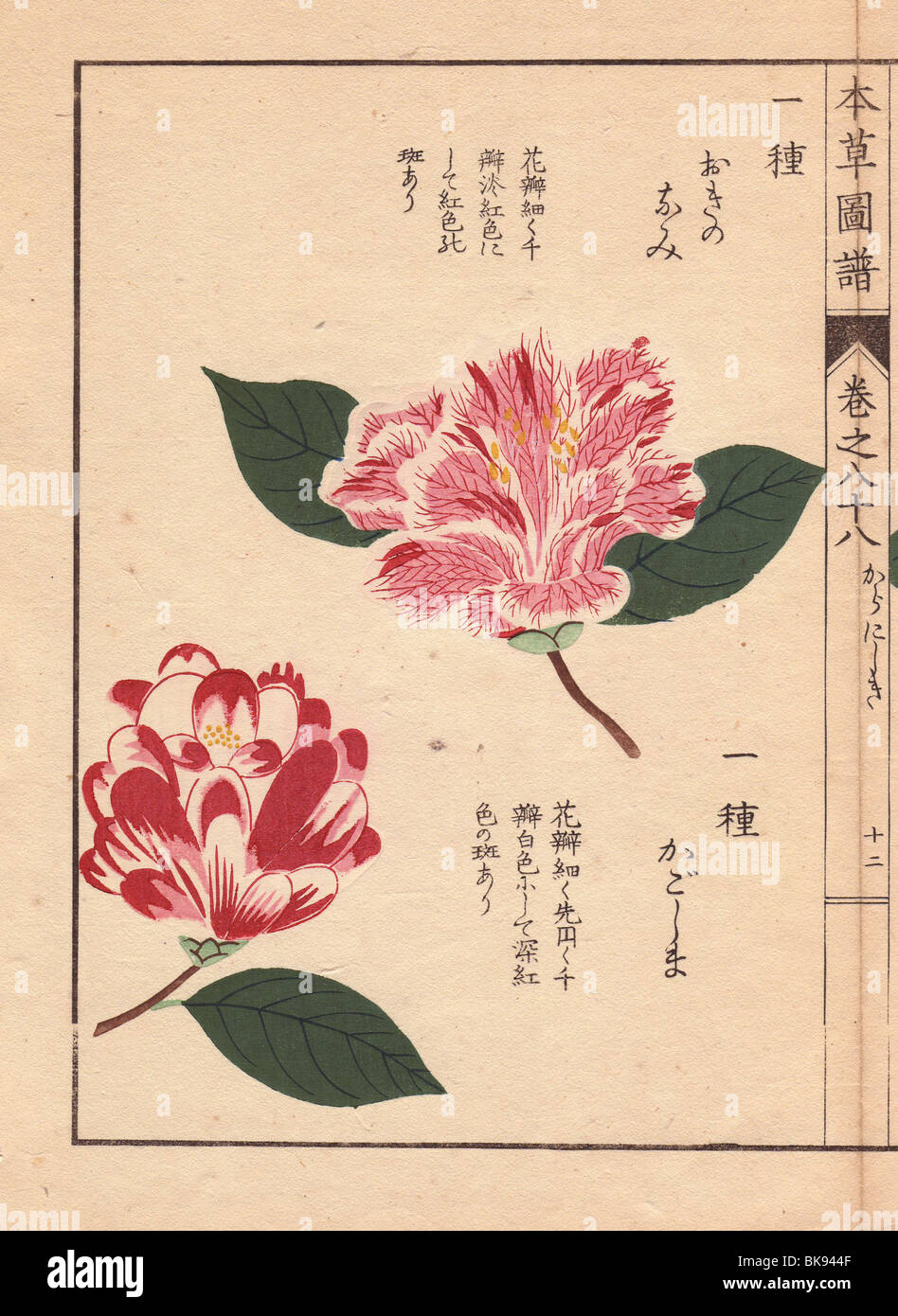 Pink and white camellias 'Okinonami' and 'Kagoshima'  Thea japonica Nois. flore semipleno forma Stock Photo