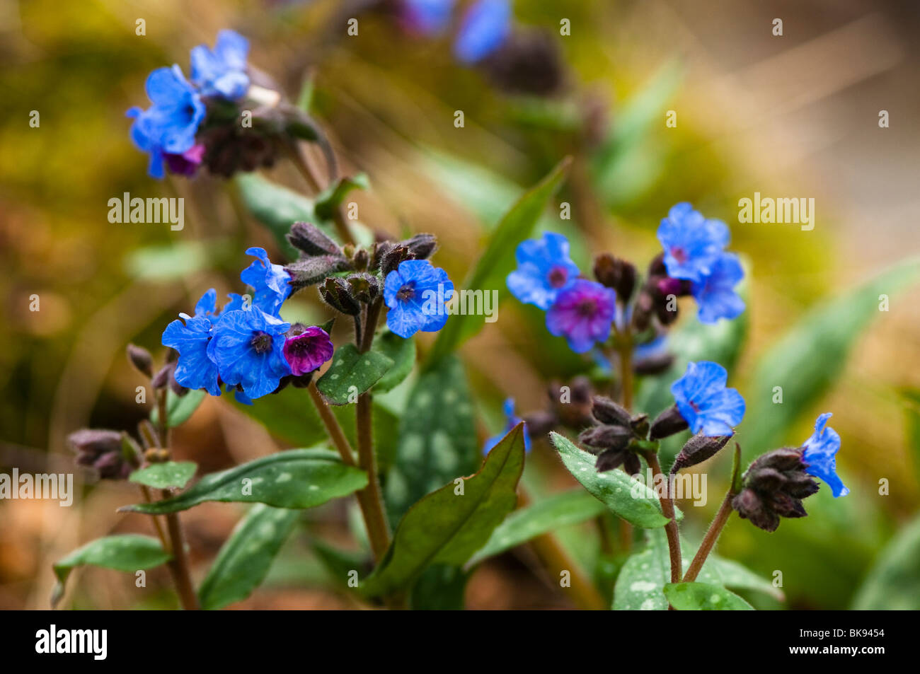 Common Lungwort, Pulmonaria officinalis, at The Eden Project in Cornwall in March Stock Photo