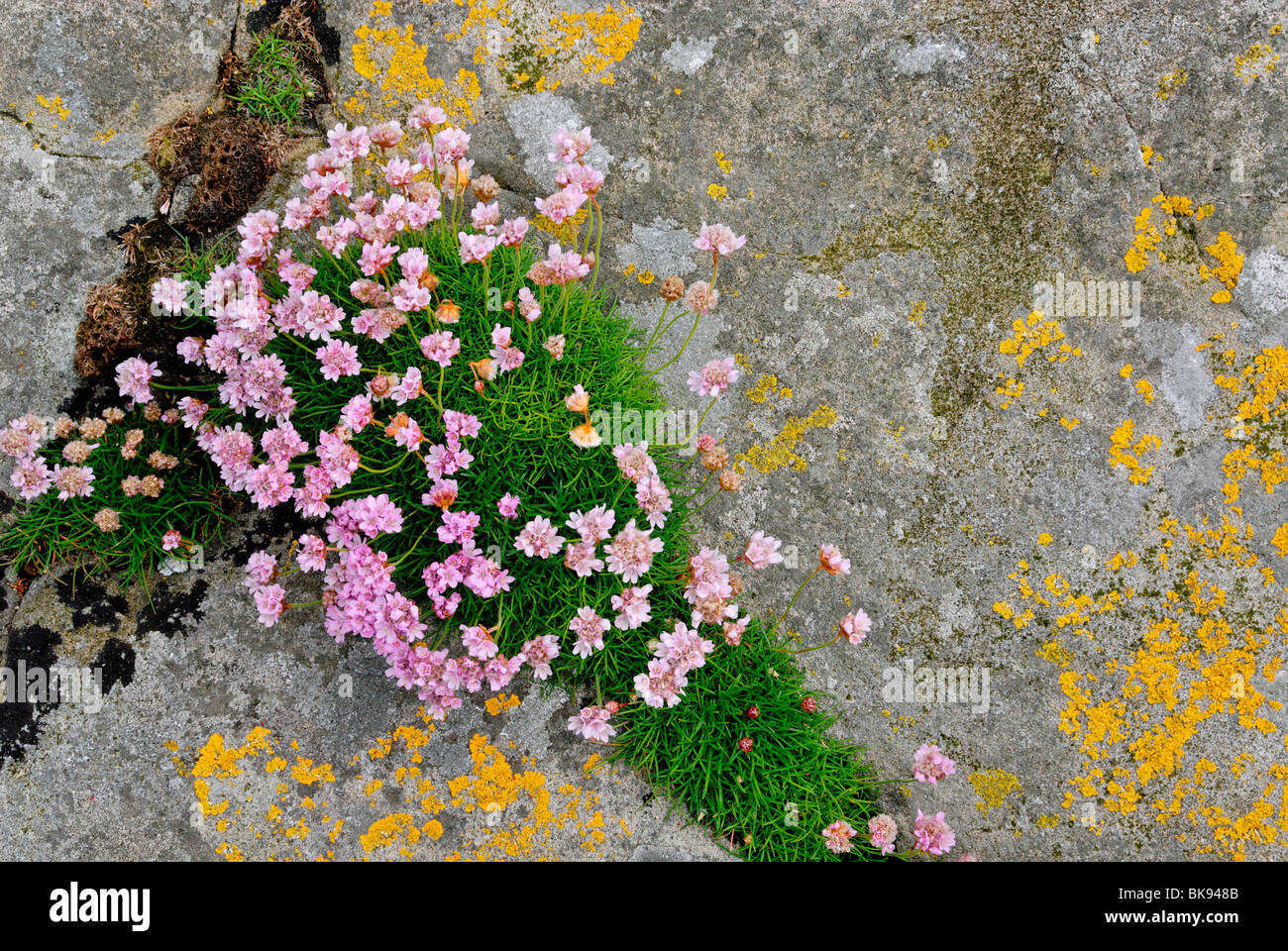 Sea thrift (Armeria maritima) and lichen on Fair Isle, Shetland, Scotland, United Kingdom, Europe Stock Photo