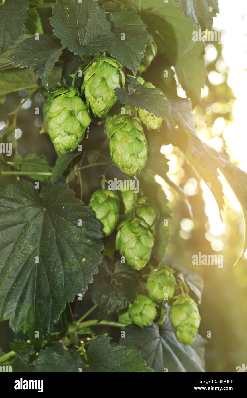 Green hop cones at sunset. Stock Photo