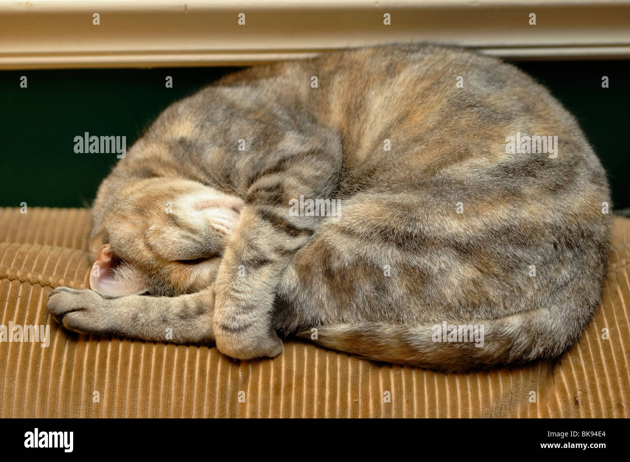 American Shorthair Cat curled up in a ball and sleeping on top of a