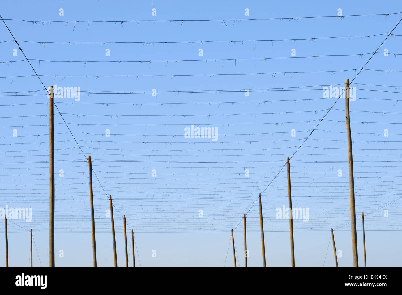 Superstructure with wires in a hop yard. Stock Photo