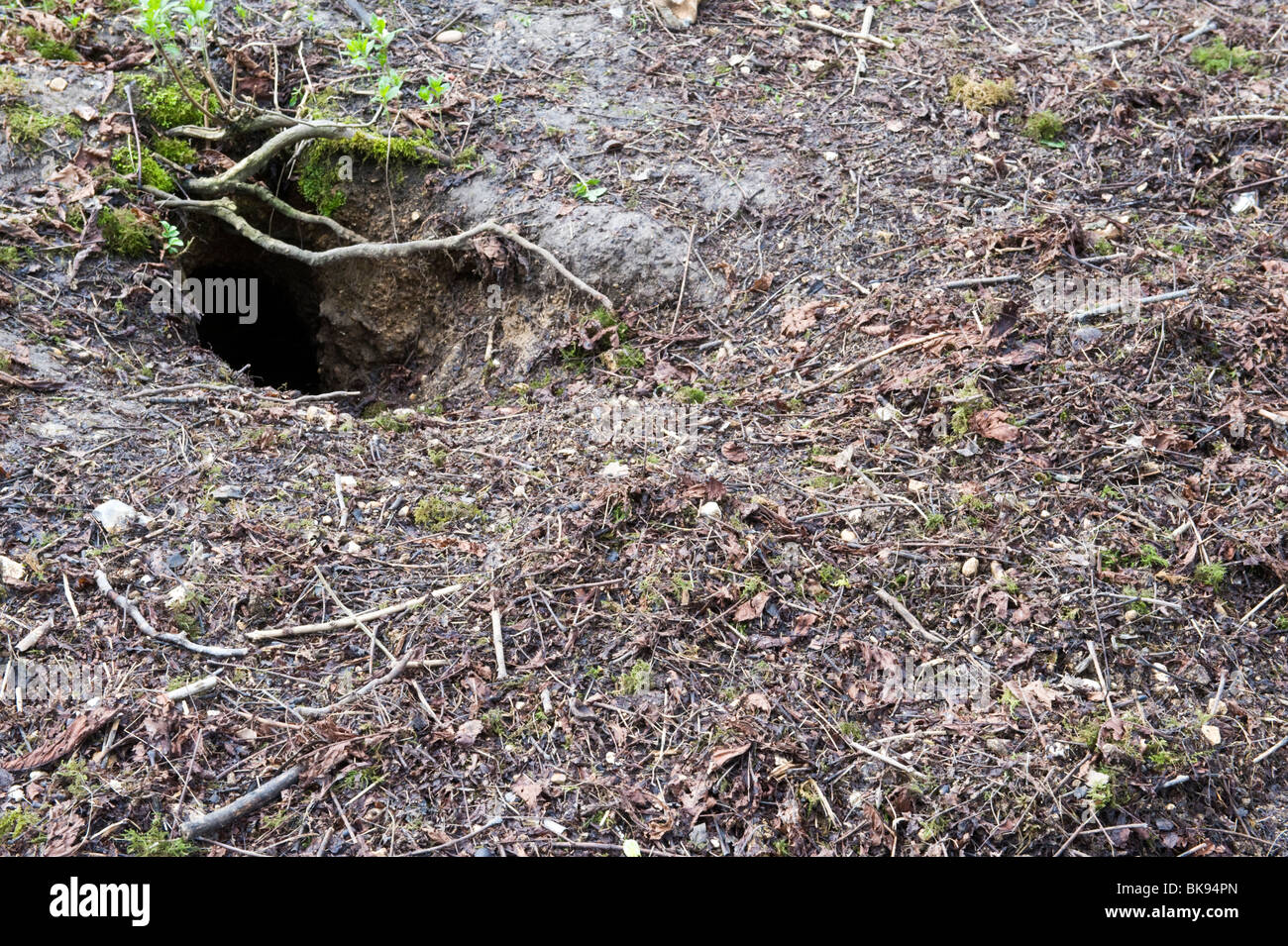 Badger sett entrance hole soil hires stock photography and images Alamy