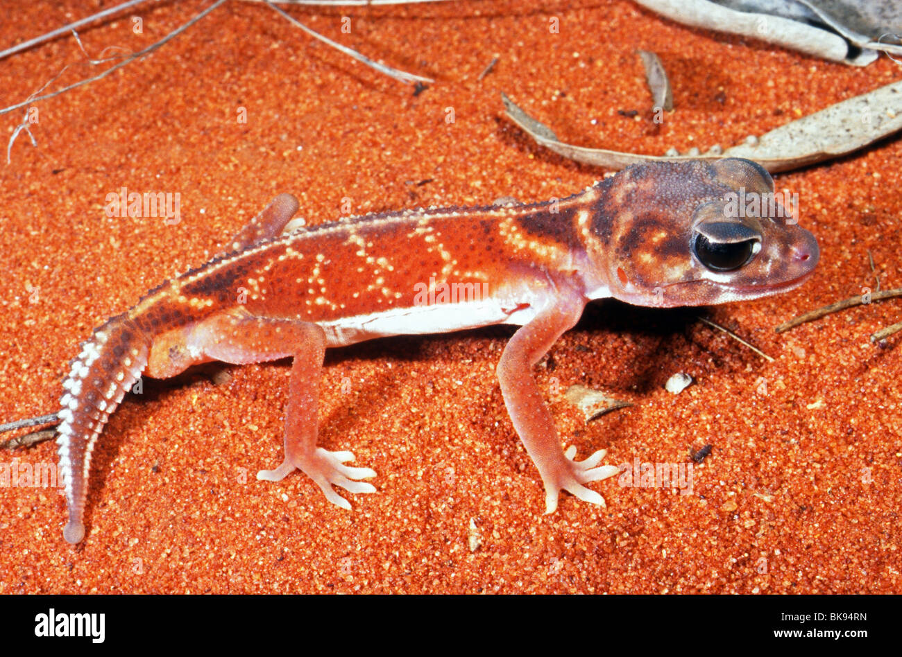 Smooth knob-tailed gecko (Nephrurus levis), Western Australia Stock Photo -  Alamy