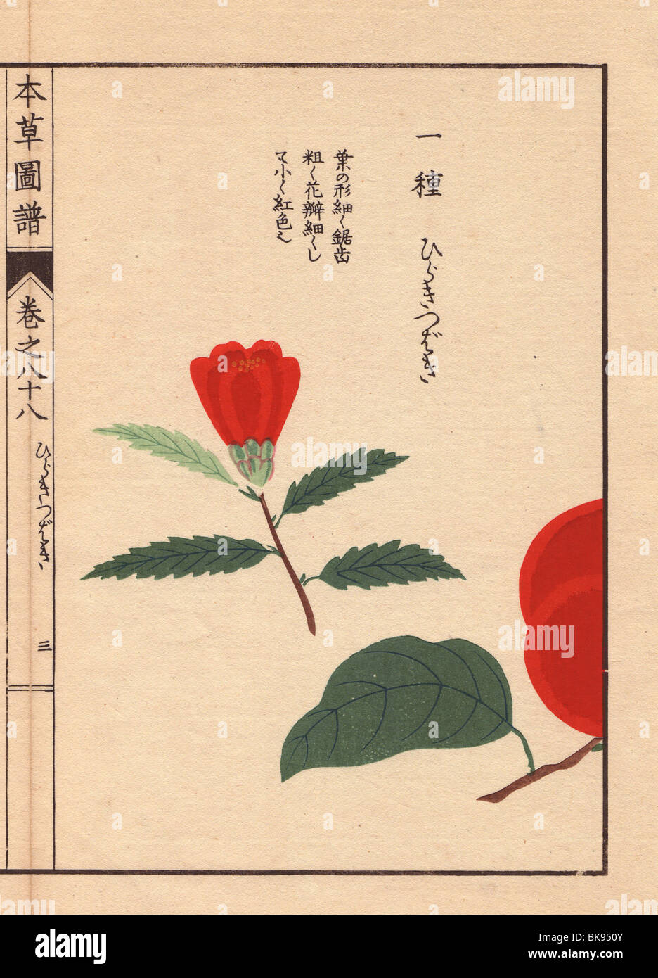 Camellia bud 'Hiraki tsubaki'   Thea japonica Nois. Stock Photo