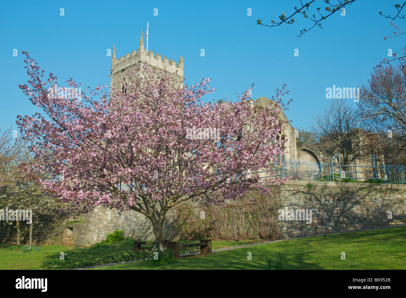 Sunlit cherry blossom Stock Photo - Alamy