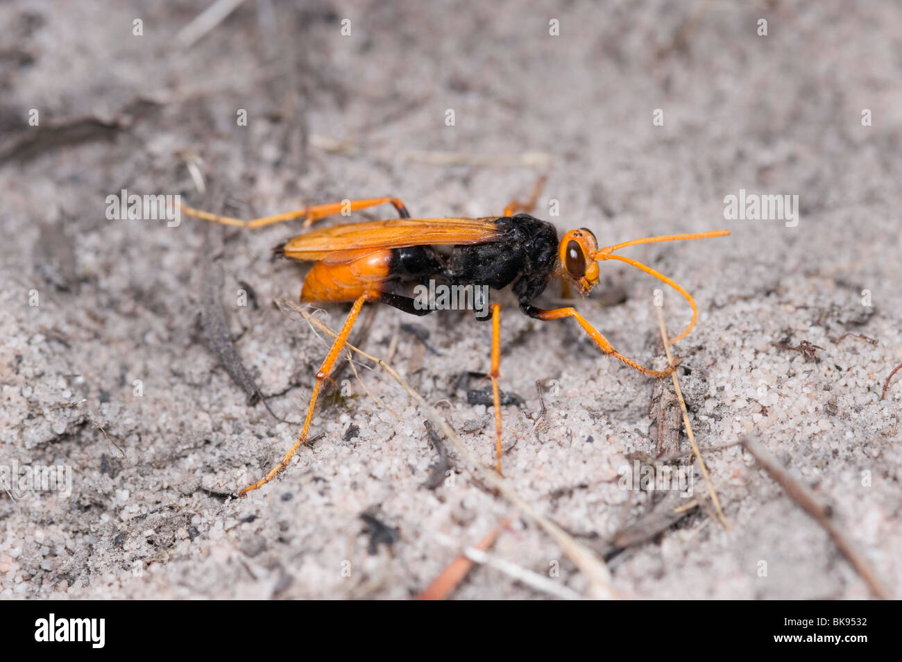 Orange and black spider hunting parasitic wasp Stock Photo