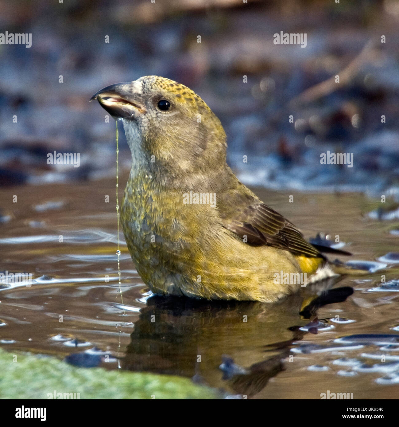 Common crossbill hi-res stock photography and images - Alamy