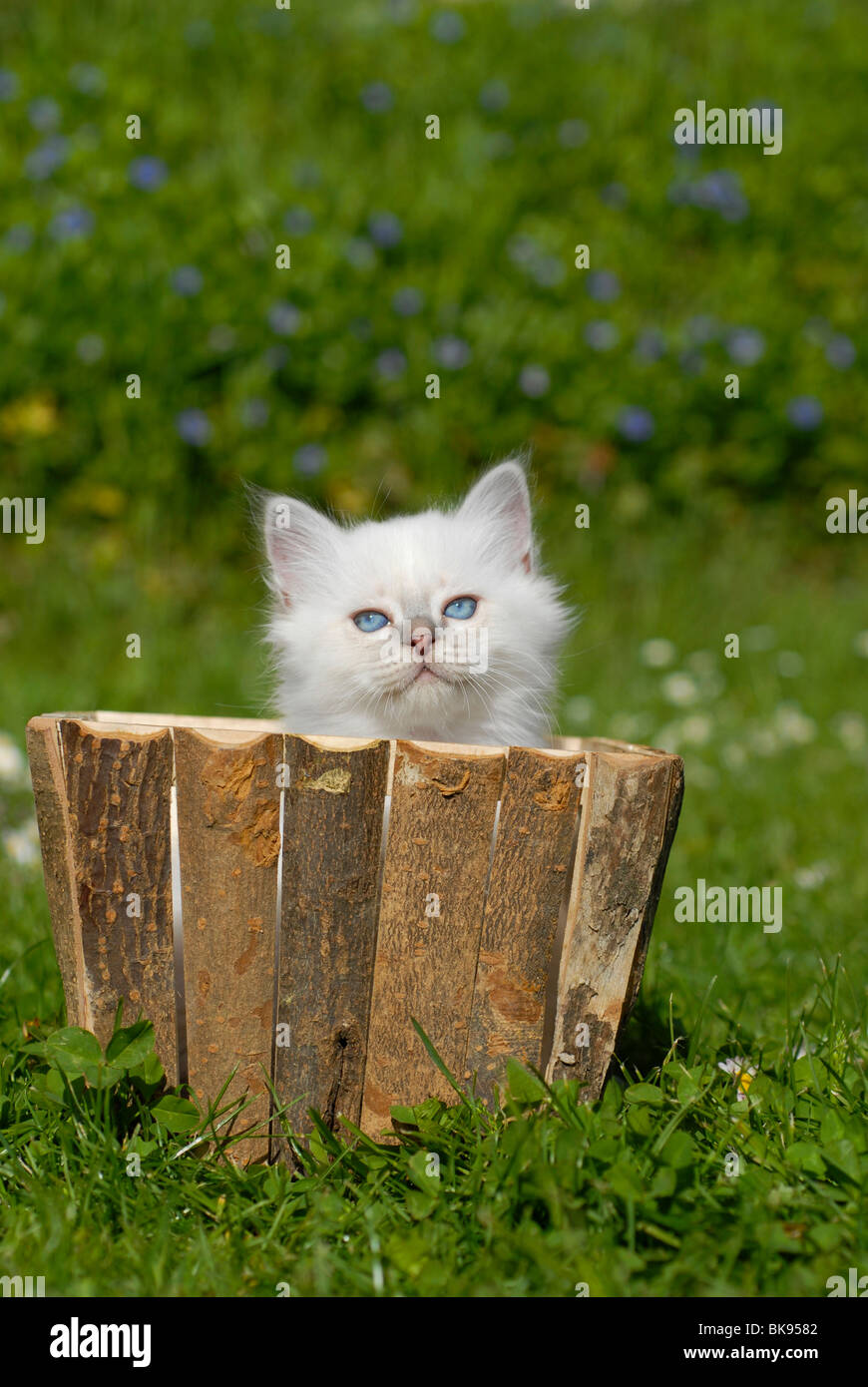 Birman kitten in a planter Stock Photo