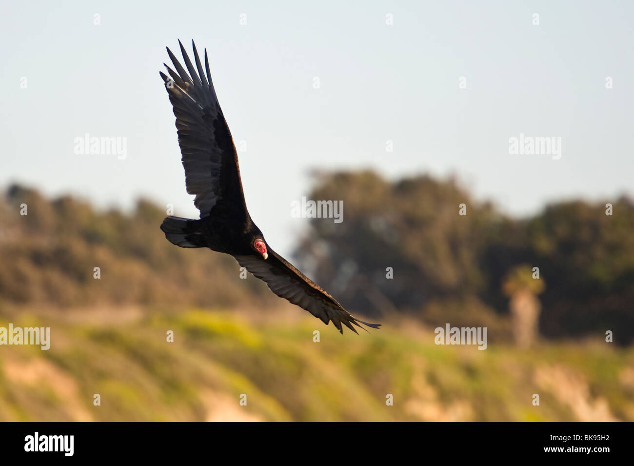 Turkey vulture flying over the california coast, taken in Santa Barbara