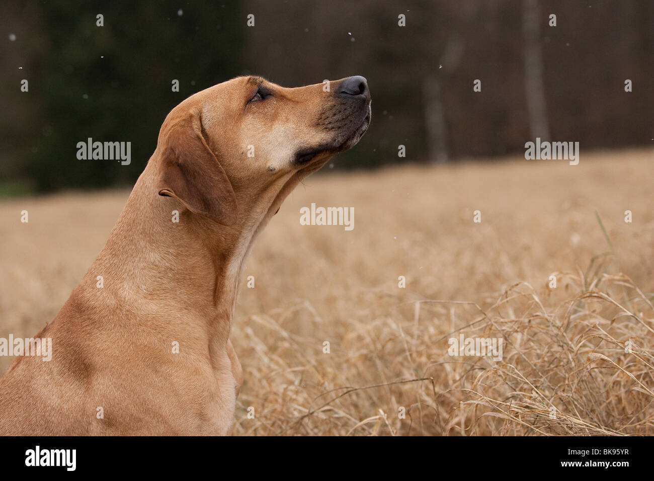 Rhodesian Ridgeback Portrait Stock Photo - Alamy
