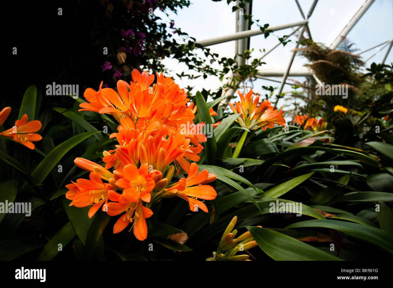 Bush or Kaffir Lily, Clivia miniata, in bloom inside the Mediterranean Biome at The Eden Project in Cornwall Stock Photo