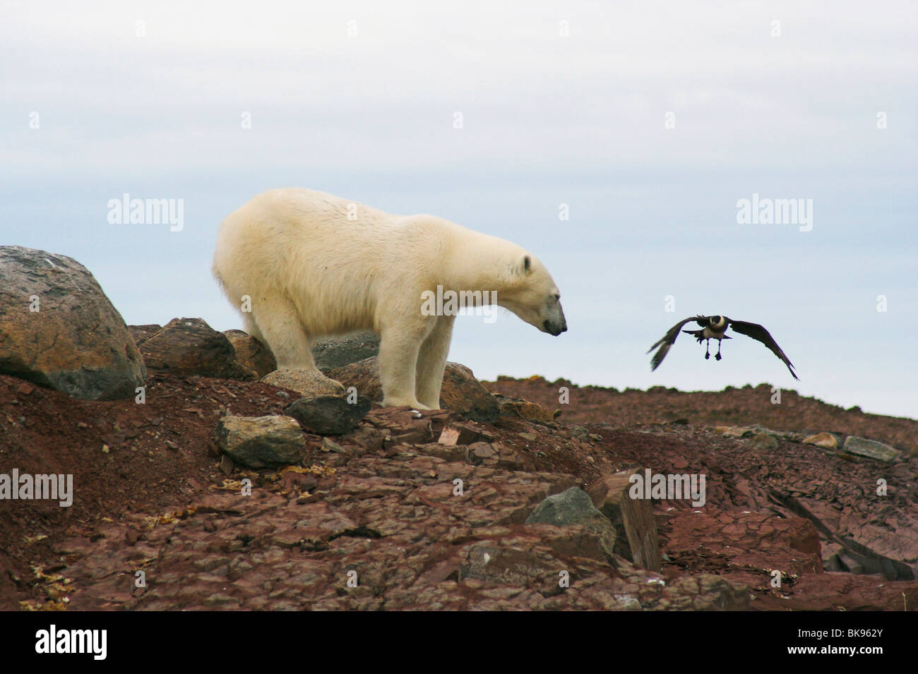 Polar Bear attacked by an Arctic Skua at/ IJsbeer aangevallen door een Kleine Jager op AndÃƒÆ’Ã‚Â¸yane, Liefdefjord, Spitsbergen Stock Photo