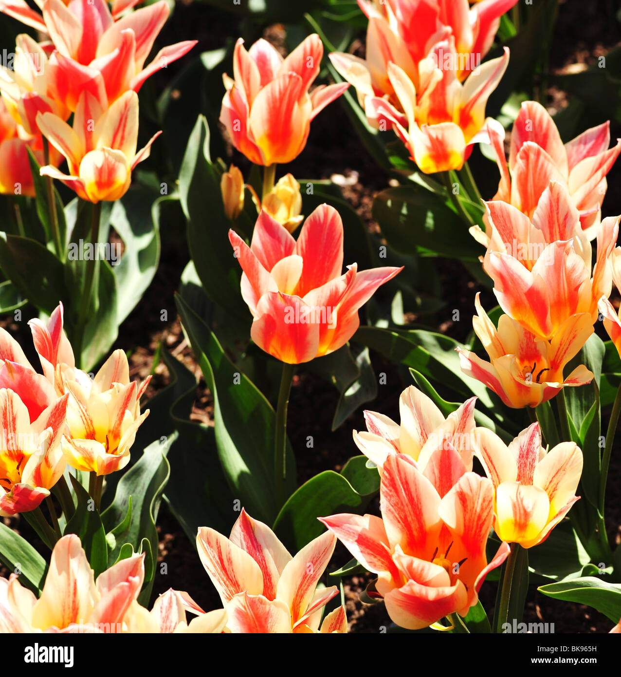 Tulip quebec hires stock photography and images Alamy