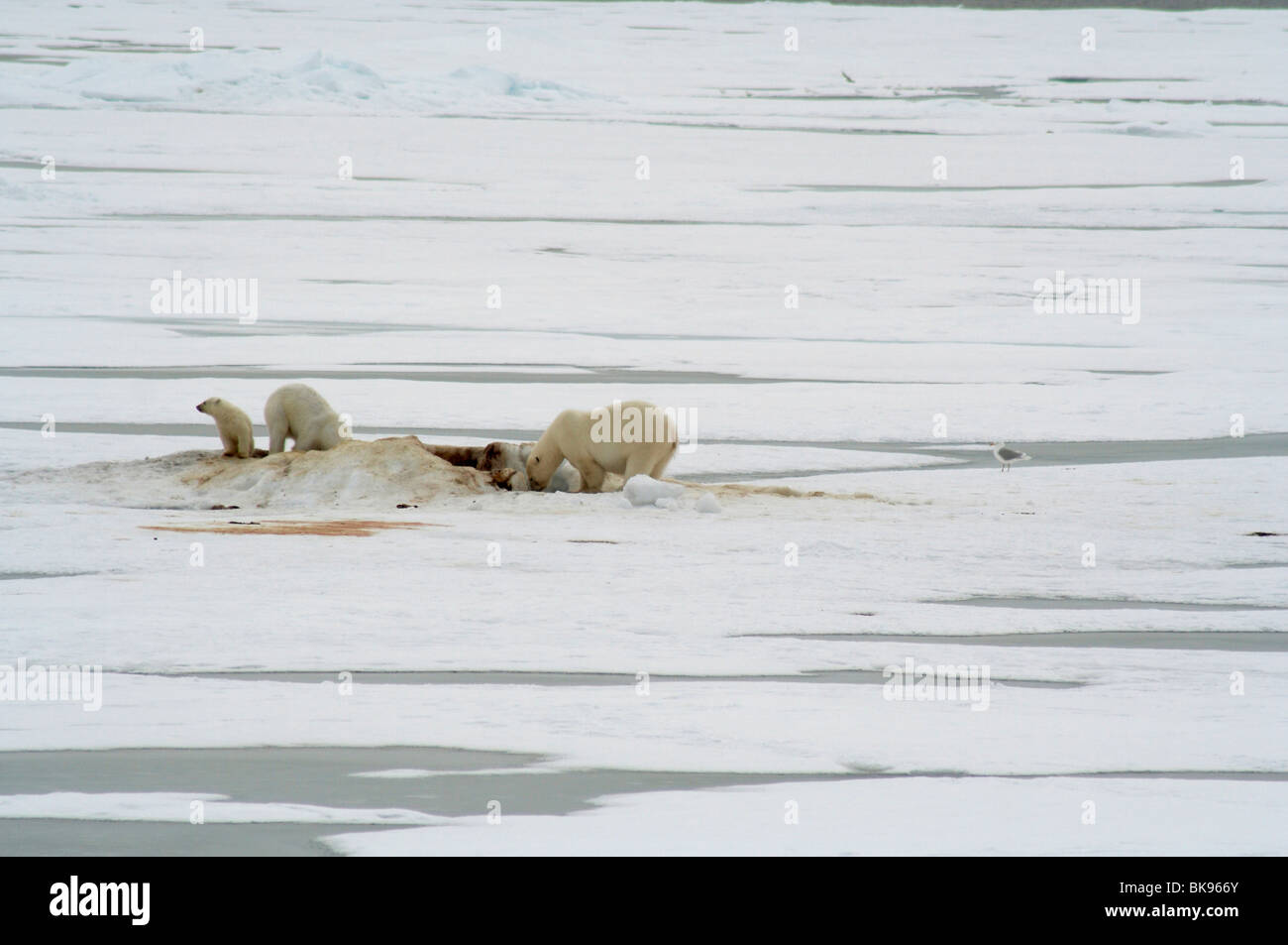 Polar Bears feeding on probably a dead whale in the pack ice, North Spitsbergen - IJsberen etend van waarschijnlijk een dode walvis in het pakijs. Noord Spitsbergen. Stock Photo