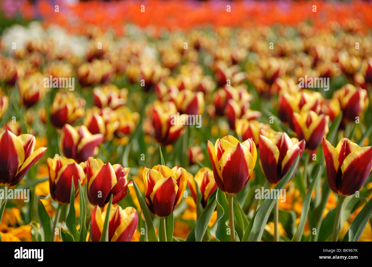 A colourful sea of red and yellow tulips in an English garden with out ...