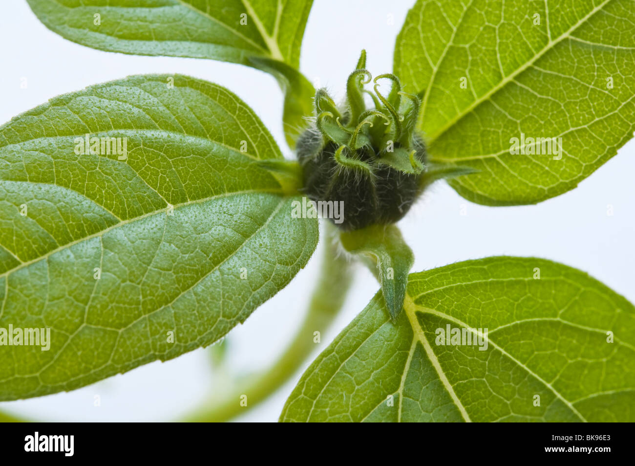 Bud of a Sunflower with leaves. Stock Photo