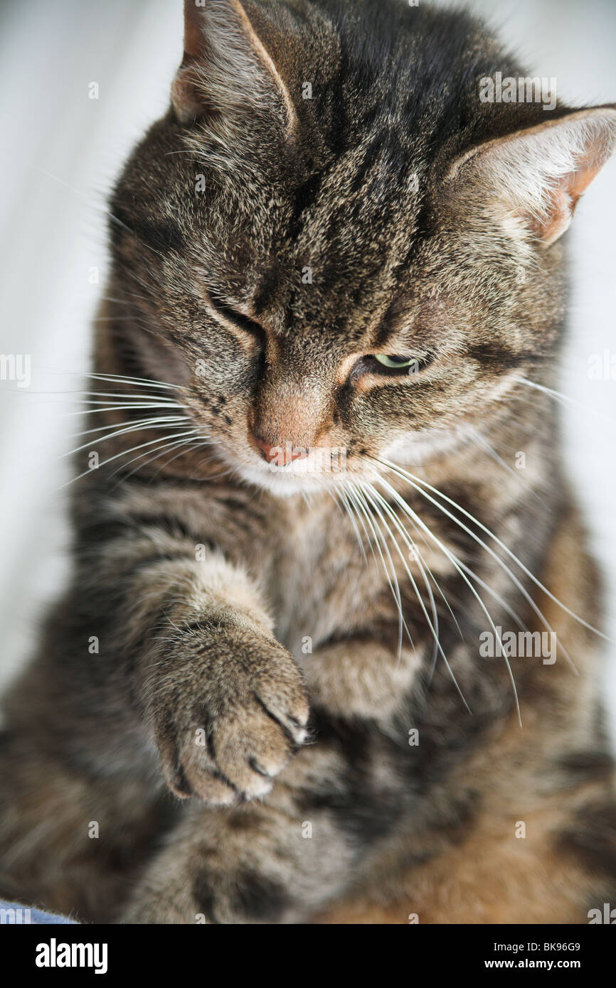 Domestic Tabby Cat playing Stock Photo - Alamy