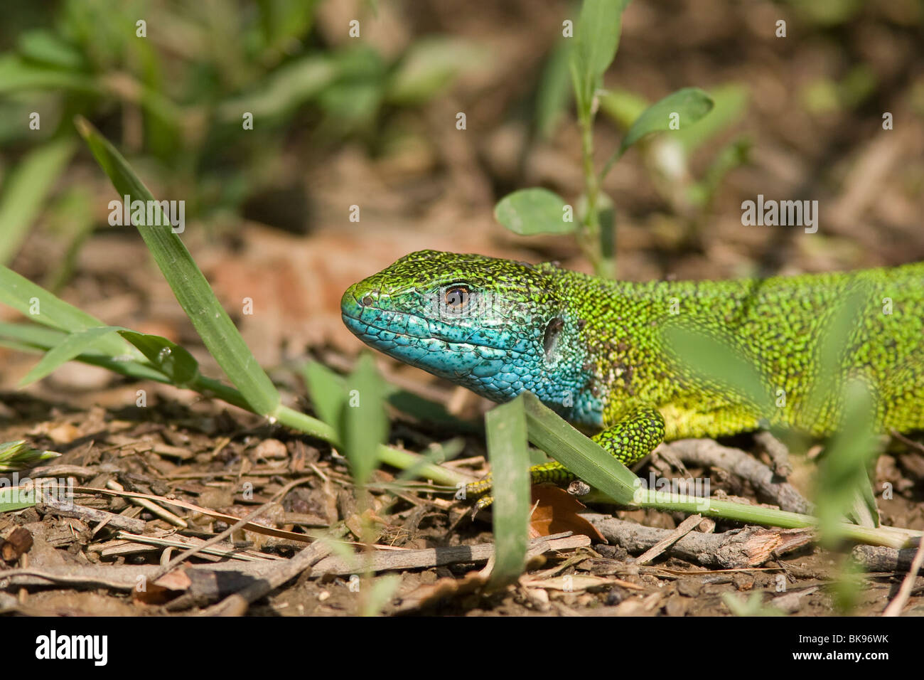 Close-up of the head of a male Eastern Green Lizard (Lacerta viridis) on the ground between some grass. Stock Photo