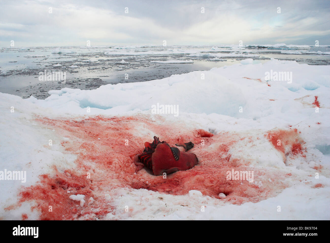 A Hooded Seal pup, freshly killed by a Polar Bear off the coast of North-East Greenland Stock Photo