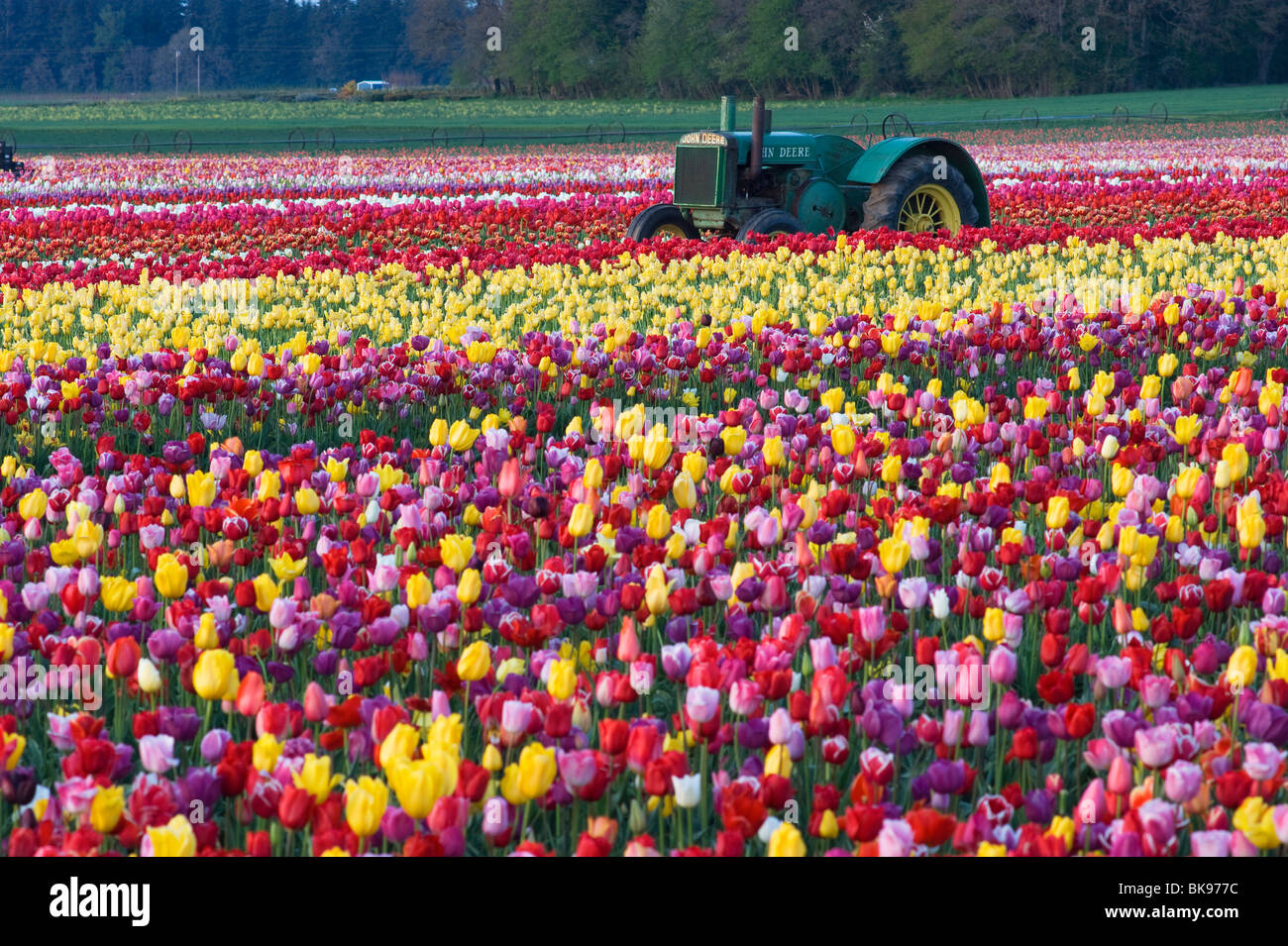 Field of Tulips, flowers and John Deere Tractor Stock Photo Alamy