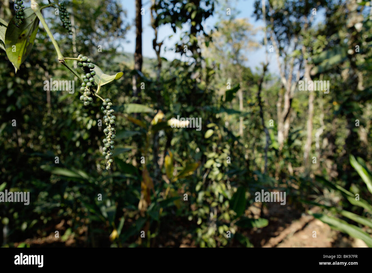 Fresh pepper in a spice garden in Kumily, Kerala, India Stock Photo Alamy