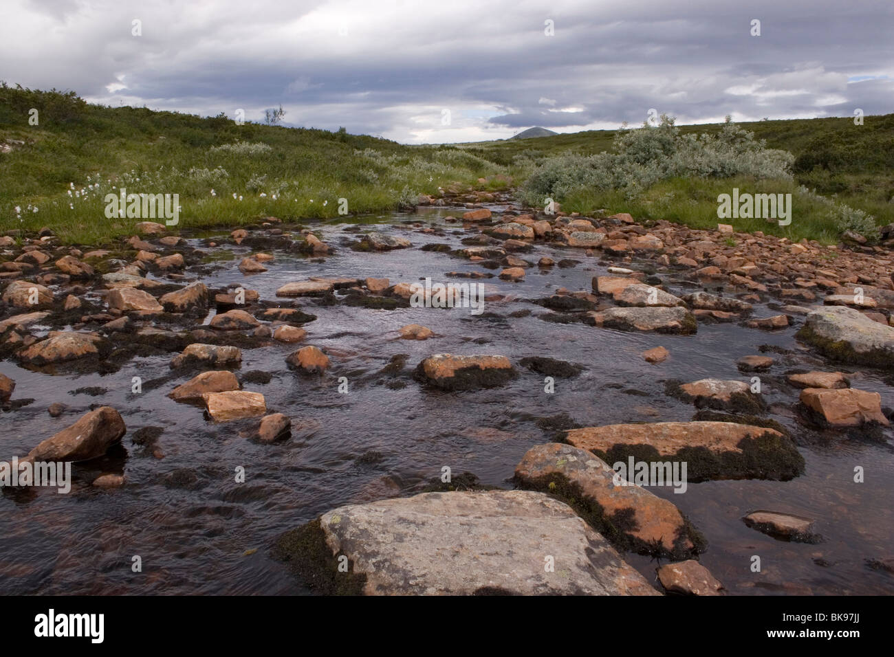 A small stream full of boulders stream across a plain with Common Cottongrass and small willows. Stock Photo