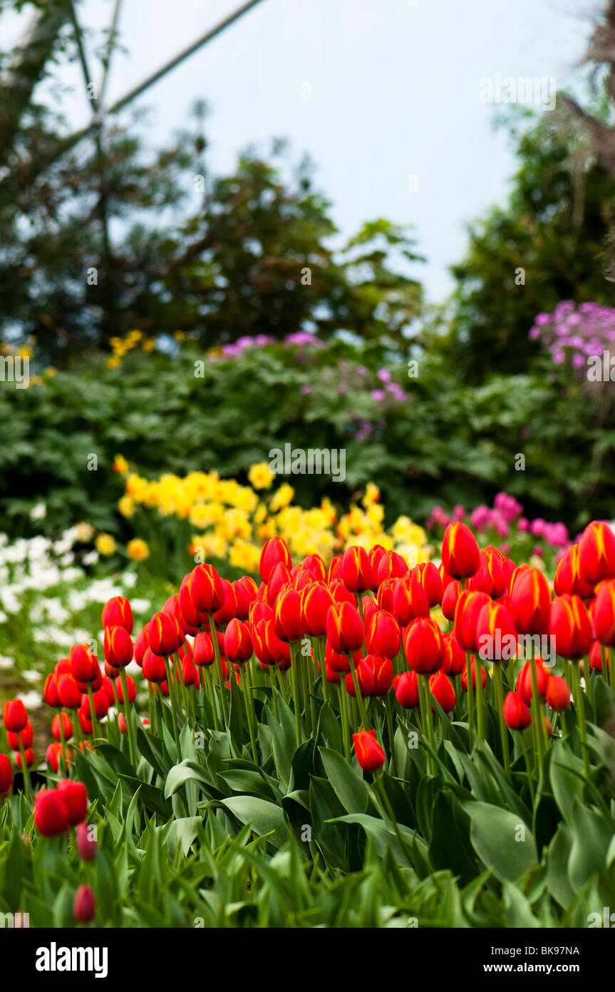 Bands of tulips and daffodils in flower, with Tulip 'World's Favourite