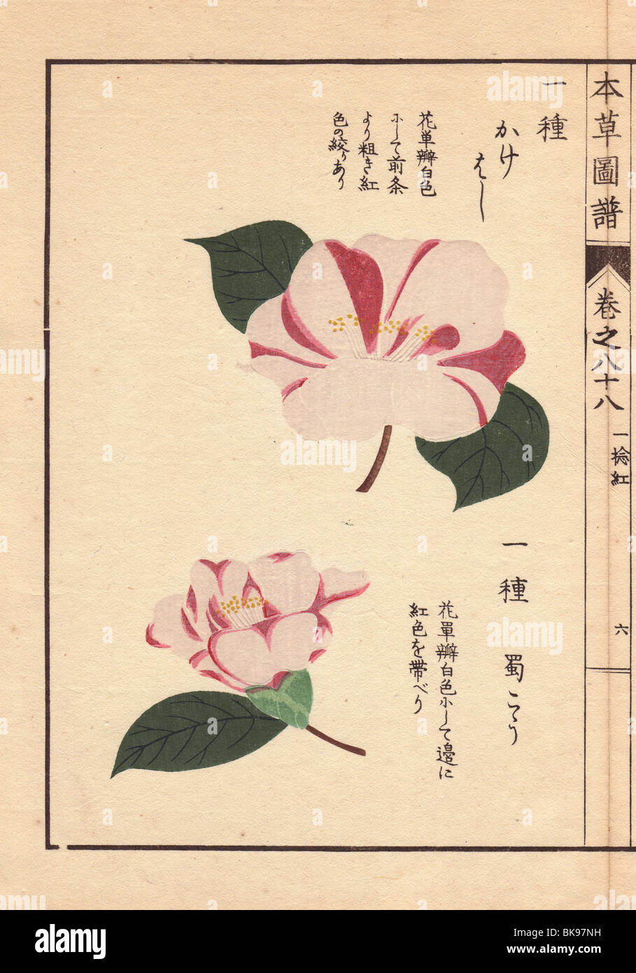 White and pink camellias 'Kakehoshi' and 'Shokukou'  Thea japonica Nois. forma Stock Photo