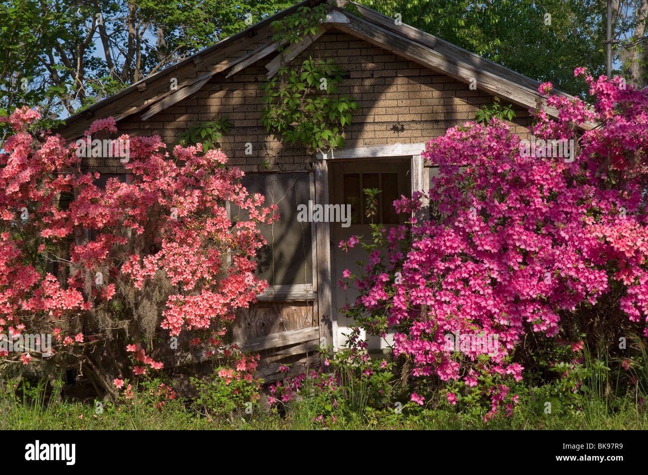 Old abandoned farm house with azalea bushes blooming alongside front door near High Springs Florida Stock Photo