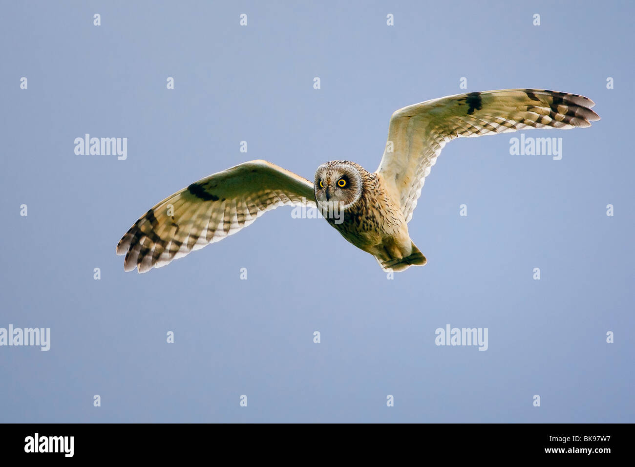 Short eared owl in flight against a clear blue sky Stock Photo