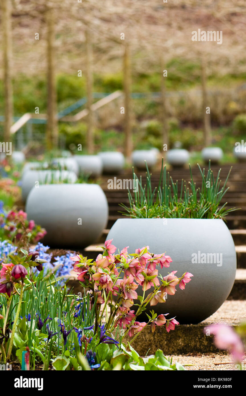 Hellebores and pot hires stock photography and images Alamy