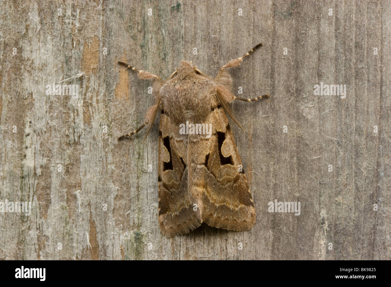 Hebrew Character (Orthosia gothica) at rest. Stock Photo