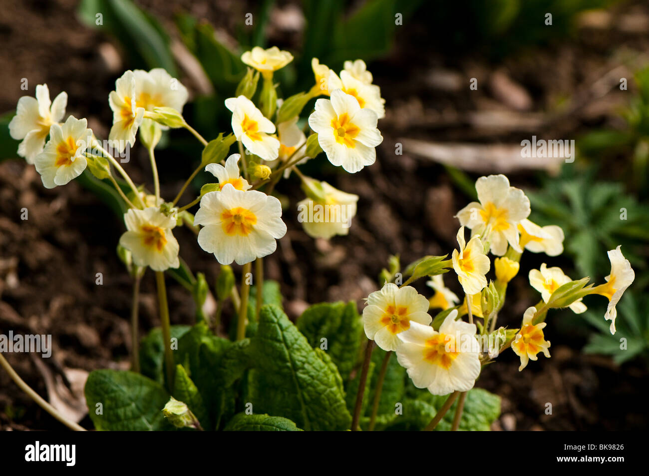 Pale yellow primroses in flower in spring Stock Photo